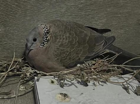 斑鳩風水